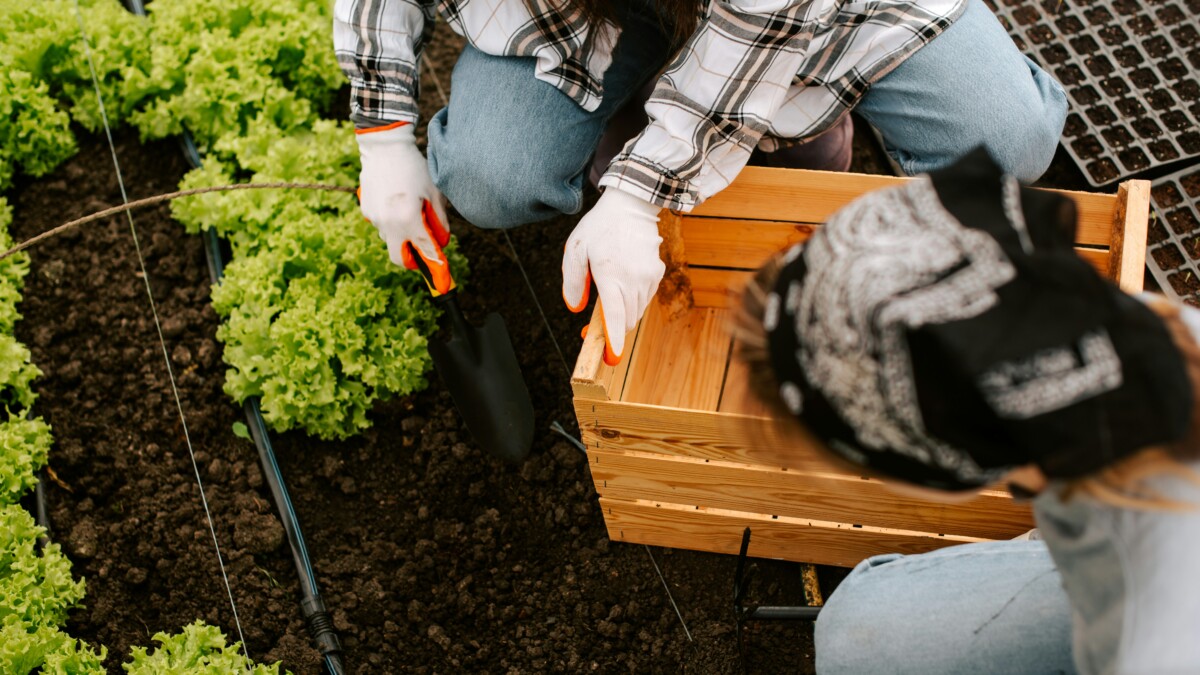 Fermes urbaines : rapprocher producteurs et consommateurs