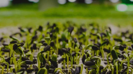 Fermes urbaines : rapprocher producteurs et consommateurs