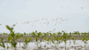 Une mangrove en pleine expansion sur l’île artificielle de Jan De Nul en Équateur