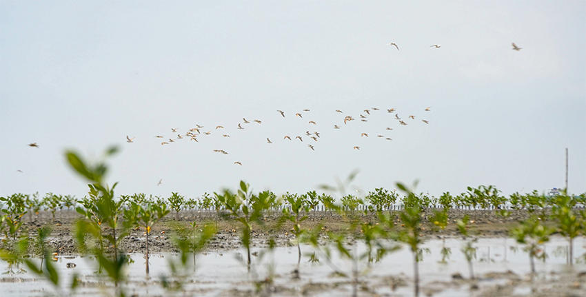 Une mangrove en pleine expansion sur l’île artificielle de Jan De Nul en Équateur