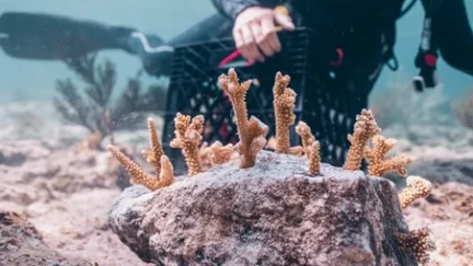 un plongeur et un corail au fond de l'eau