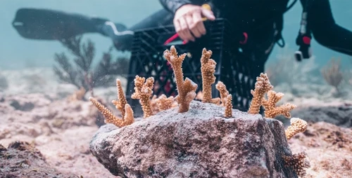 Jan De Nul et Coral Vita construisent une ferme corallienne terrestre pour la restauration des récifs aux Maldives