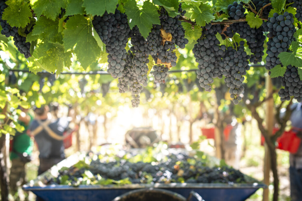 Tractor with trailer filled with red grapes for wine making.