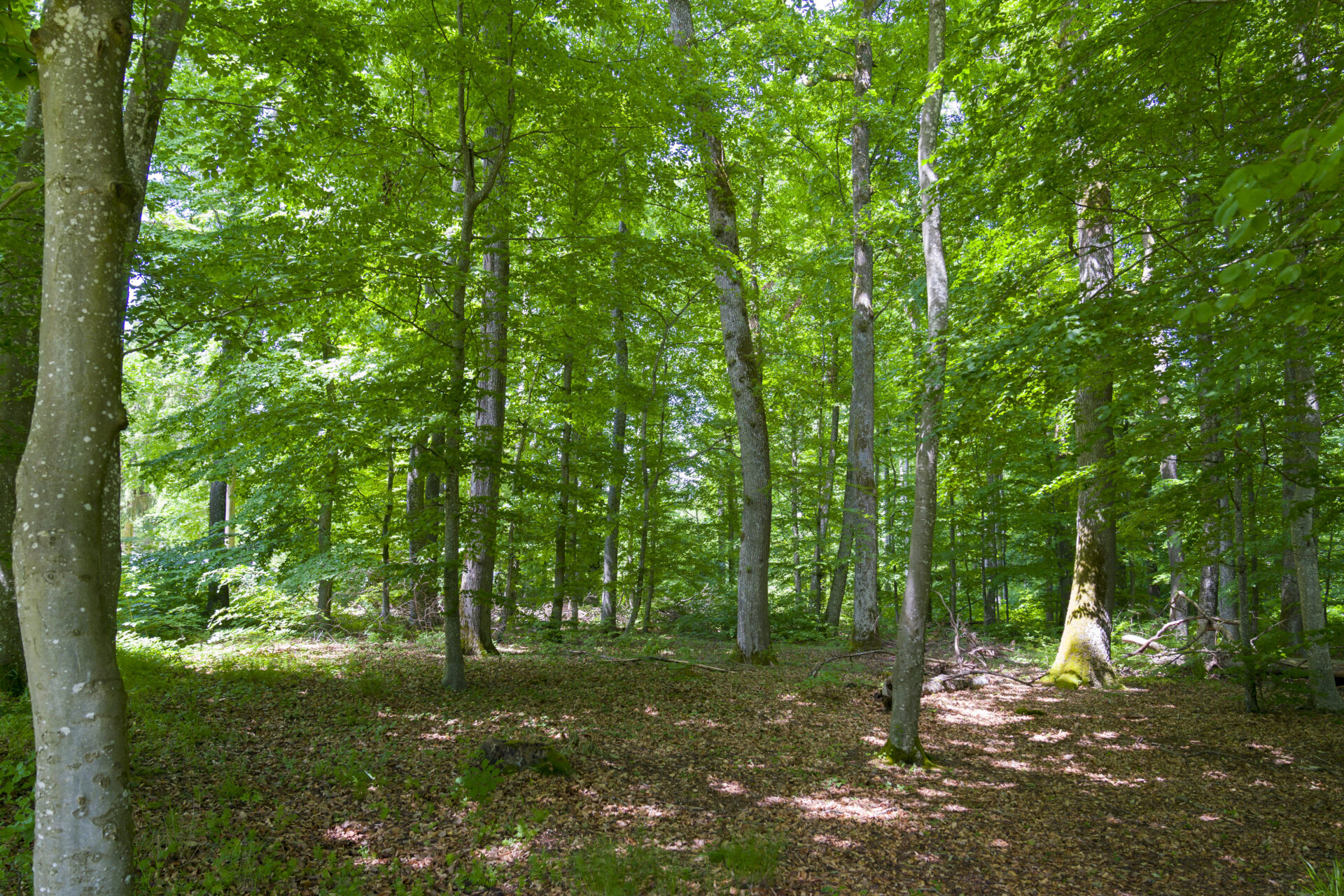 La nature est omniprésente, de la forêt qui a donné son nom au camping jusqu’aux emplacements au cœur de la verdure (crédit: Emmanuel Claude/ Focalize)